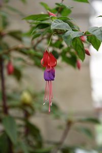 Fuchsia Margaret